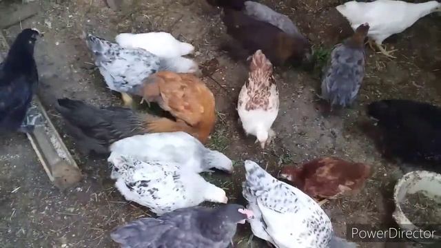 Цыплятам 1,5 Месяца/Чем Кормлю Цыплят, Утят//Дом в СНТ Краснодар смотреть онлайн
