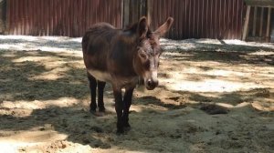 Карнавал животных часть 2