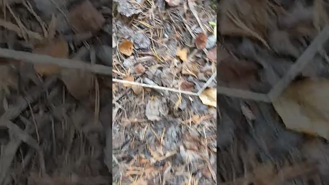 Откуда в северном лесу ракушки??! смотреть онлайн