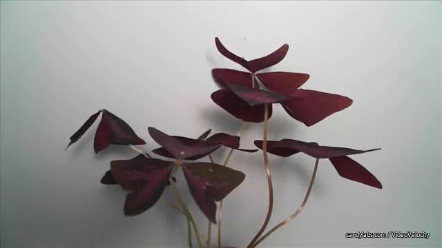 кислица треугольная свет сверху oxalis triangularis смотреть онлайн