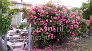 ❄️КАНАДСКИЕ РОЗЫ, выдерживающие 40°С МОРОЗ!!! ❄️❄️❄️rosebushes.ru