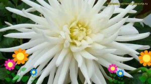 Георгина махровая Плауа Бланка. Краткий обзор, описание характеристик dáhlia variabilis Playa Blanc