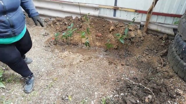 Лавровый лист для пчел. смотреть онлайн