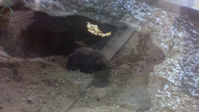 Они думали эта собака оплакивает своего хозяина,но оказалось, что она согревала своих щенят смотреть онлайн