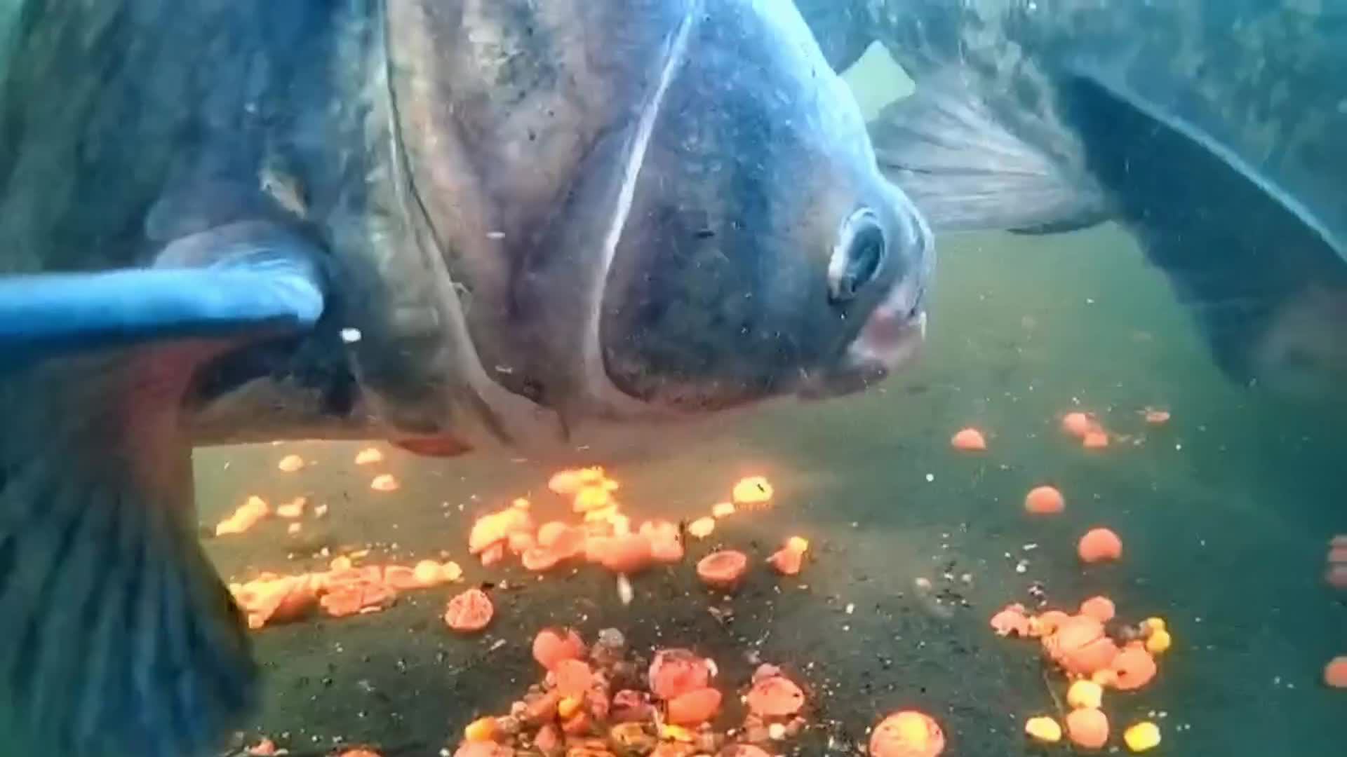 carp смотреть онлайн