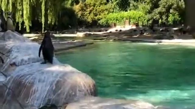 London zoo, pingvini, bazen смотреть онлайн