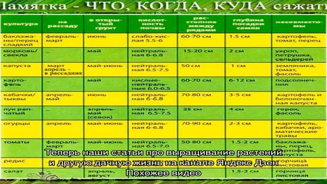 Когда сажать пионы: сроки осенней и весенней посадки смотреть онлайн