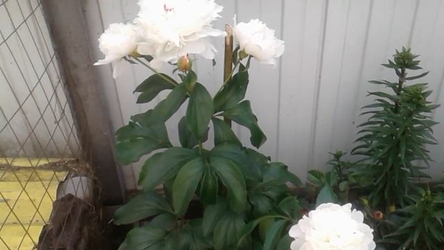 Стройка Подробности