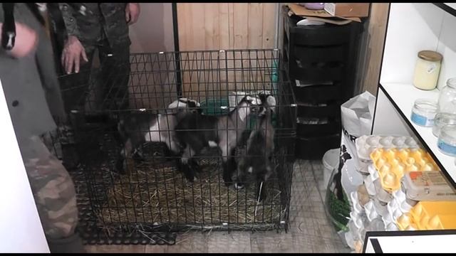 КОЗЛЯТА в УСАДЬБЕ "15 КОПЫТ" смотреть онлайн