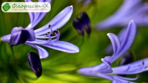 ? Цветы пролески (сцилла) – посадка и уход в открытом грунте: выращивание, виды и сорта пролески