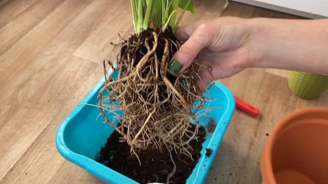 Peace Lily DYING What To Do | Urgent Repotting Peace Lily смотреть онлайн