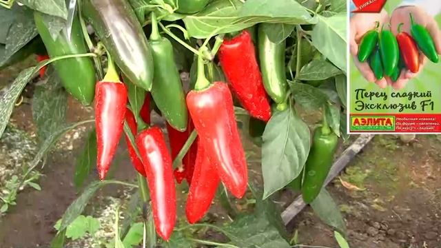 Новинка сладких перцев на сезон 2021. Гибрид перца Эксклюзив. смотреть онлайн