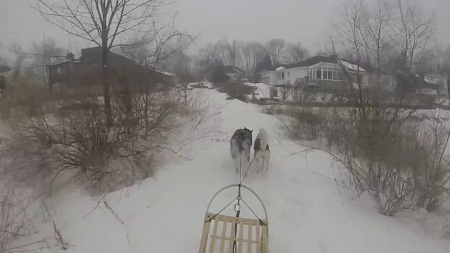 All in a Week, Mushing a Sea Dog in Aruba and the Wolf Pack at Home смотреть онлайн