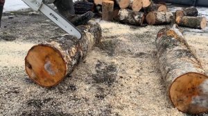 Бензопила STIHL MS 231 ? Заготовка дров. Берёза