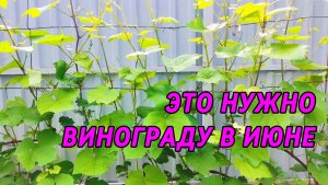 ВИНОГРАД даёт огромные грозди и не болеет при таком расположении лоз на шпалере