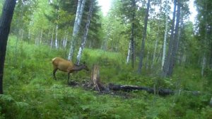 Фото-ловушка *Изюбря на солонце* Медведь тоже любит соль.