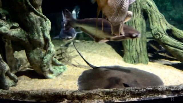 Воронеж. Океанариум смотреть онлайн