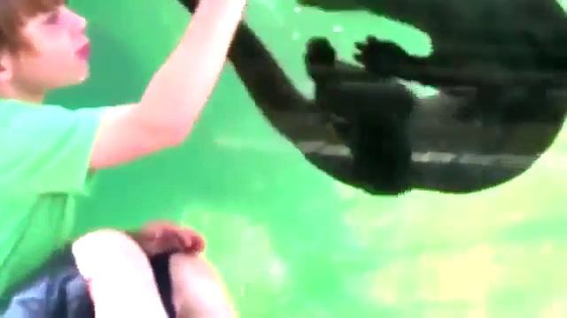 Приколы. Смешное видео про животных смотреть онлайн