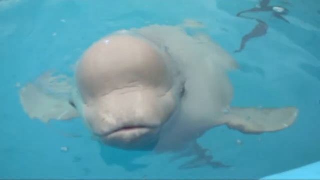 Наплевательское настроение у белухи!!! смотреть онлайн