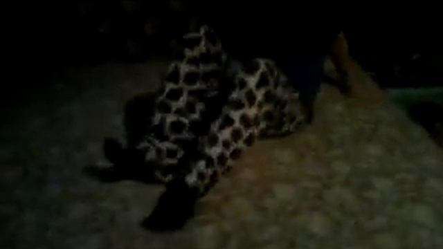 Дети бесятся, смотрите и учитесь)))))))))))) смотреть онлайн