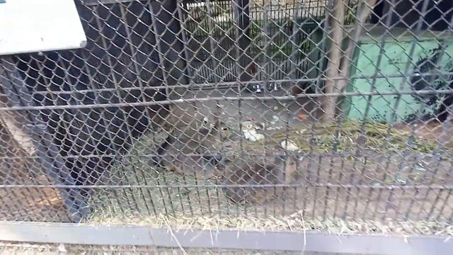 Пенза на роликах;-ул.Лермонтова-Красная-ЗООПАРК)))).06.09.23. смотреть онлайн