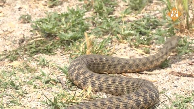 З турботою про вужів! смотреть онлайн