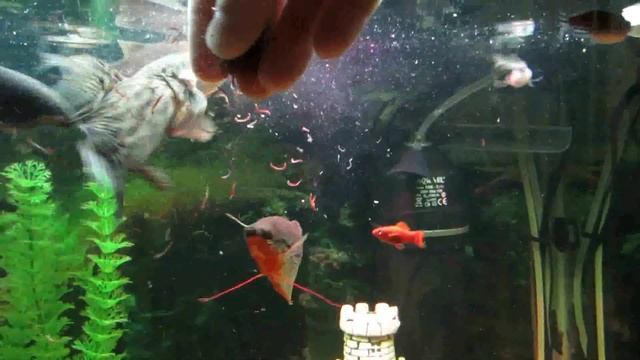 Ручной таракатум смотреть онлайн