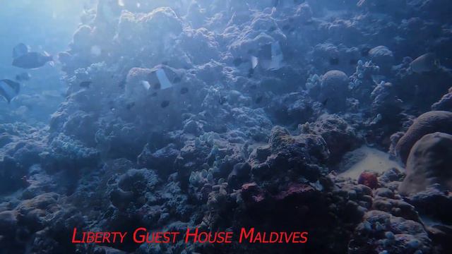 Liberty Guest House - Maldives смотреть онлайн