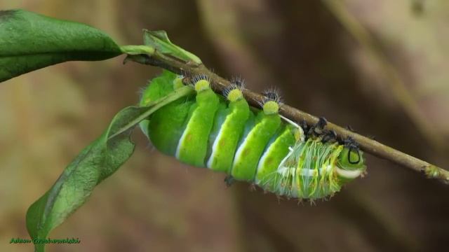 Rothschildia lebeau inca - Southamerican moth смотреть онлайн
