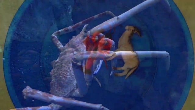 Учим Дикие Животных на английском Осёл, Корова, Тигр, Бегемот, Развивающие Мультики для детей