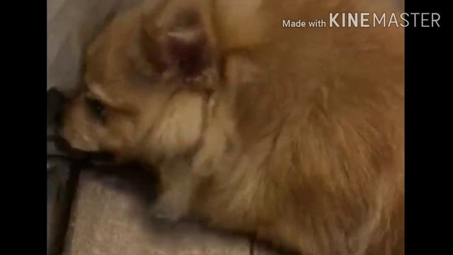 Сушёный пятачок "Лакомка" от интернет-магазина Butch-shop.com смотреть онлайн