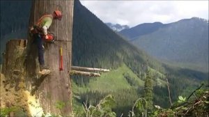 Спил дерева, Канада, Секвои