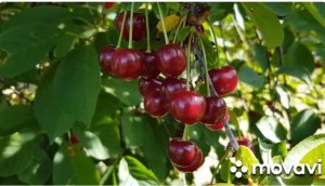 Вишня  Шоколадница. Всегда с урожаем.