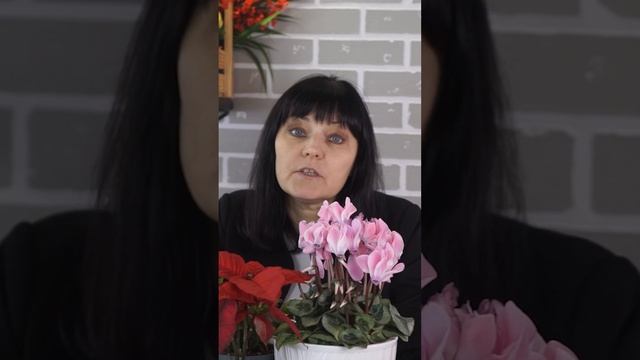 Как определить влажность в комнате ✔️ Защита комнатных растений смотреть онлайн