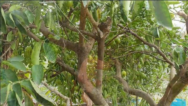 MASSIVE Tahitian Lime HARVEST & Pruning Tips смотреть онлайн