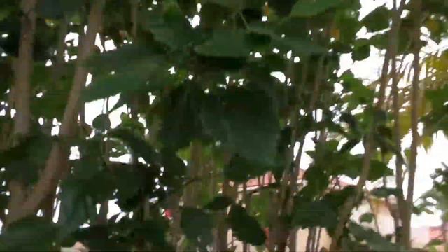 HIB05 - Hibiscus - Hibiscus Rosa-Sinensis - Raspberry Color In Hibiscus Hedge - June 2, 2020