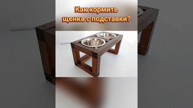 ??? Как кормить щенка с подставки для мисок? смотреть онлайн