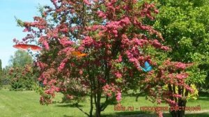 Боярышник обыкновенный Пауль Скарлет ? обзор: как сажать, саженцы боярышника Пауль Скарлет