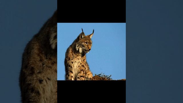 Рысь кавказская смотреть онлайн