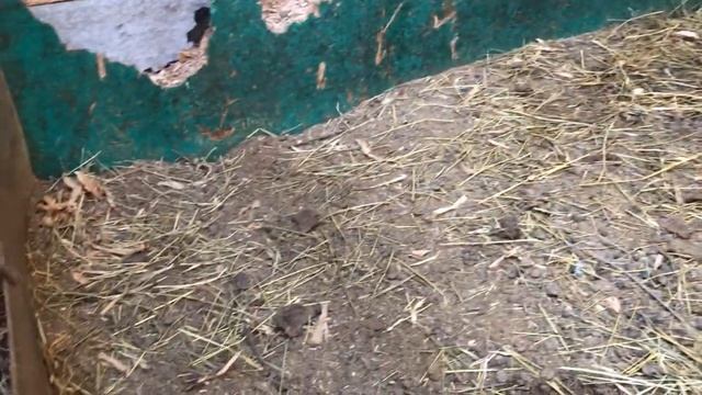 Уборка подстилки у коз и другие осенние новости ЛПХ ФРОЛОВЫХ смотреть онлайн