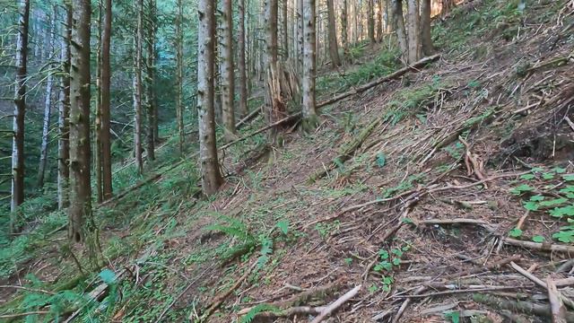 Roosevelt Elk Hunt on the Washington Coast смотреть онлайн