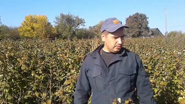 Малина Полана (саженцы) смотреть онлайн