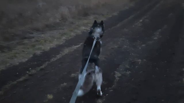 Копаю землю куном!Прогулка с Хаски молодой пёс ?тащит в гору .. смотреть онлайн