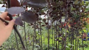 Черемуха виргинская Шуберт. Особенность листвы