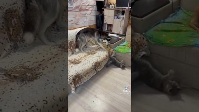 Вася, к собакам не приставай!!! смотреть онлайн