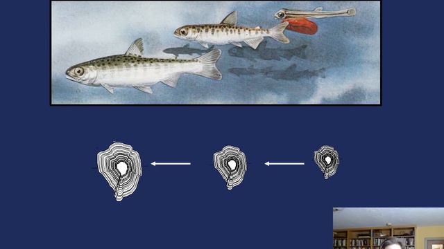 Marine and Anadromous Fisheries Ecology Lab Overview by Jessica Miller смотреть онлайн