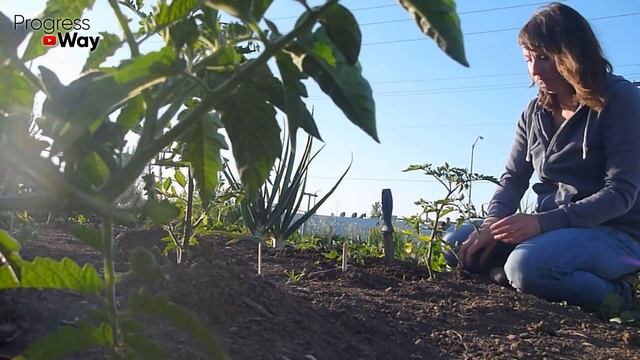 ПЕРЕКИСЬ ВОДОРОДА СПАСЕТ ТОМАТЫ, ОГУРЦЫ И ПЕРЕЦ ОТ ВСЕХ БОЛЕЗНЕЙ! смотреть онлайн