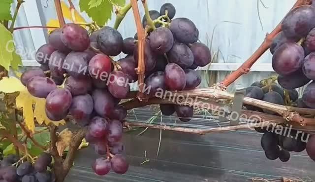 ЭВЕРЕСТ. КРУПНЫЙ ВКУСНЫЙ ВИНОГРАД ДЛЯ ХРАНЕНИЯ. 2023 ГОД. ВИНОГРАД СРЕДНЕЙ ПОЛОСЫ.