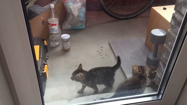 котятки резвятся)