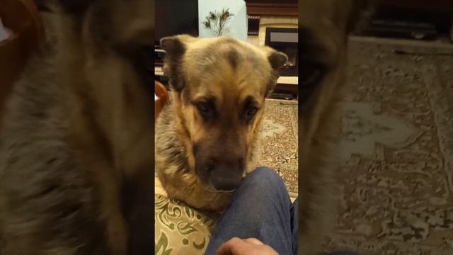 овчарка вео, Урмас смотреть онлайн